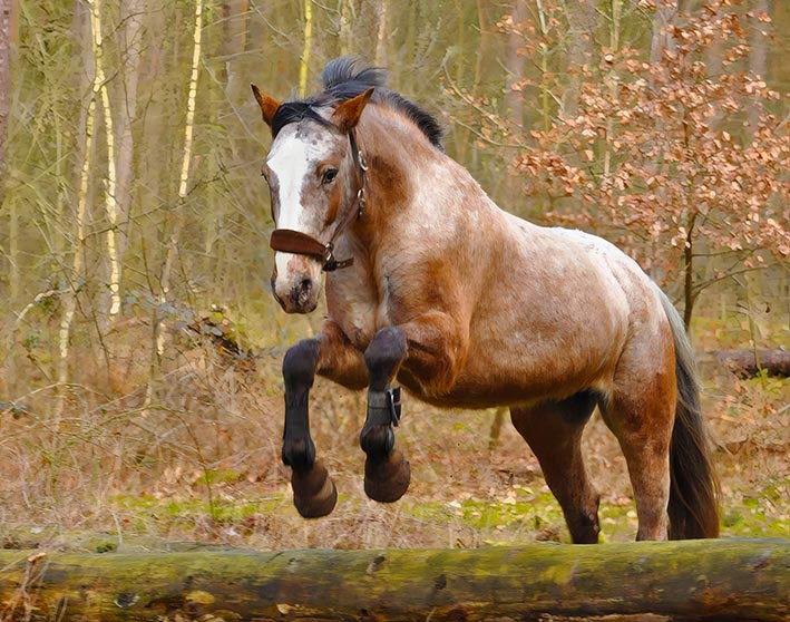 Ein Pferd im kraftvollen Sprung über einen Baumstumpf im Gelände, der die volle Dehnung der Rückenlinie und die Kraft der Hinterhand zeigt.