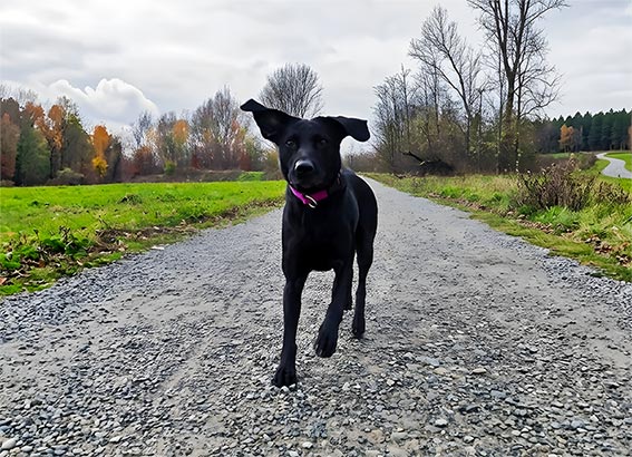 er Hund von Tierphysiotherapeutin Vera Agethen läuft dynamisch und vital über einen Weg.