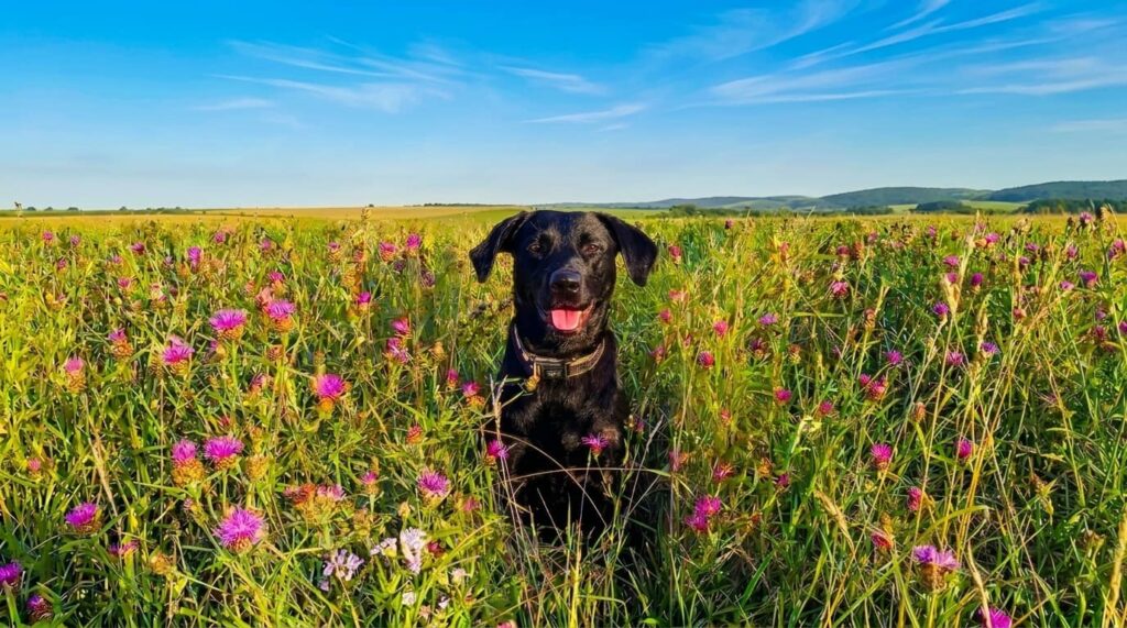 Vera`s Hund